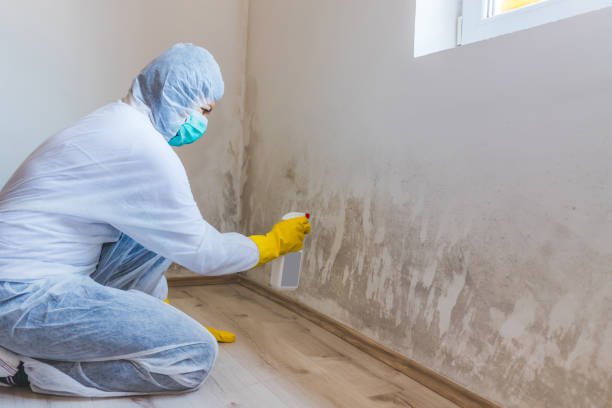 Licensed Attic Mold Removal service in Safety Harbor, FL - WQB Mold Removal