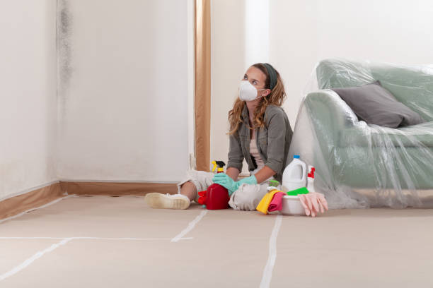 Reliable Attic Mold Removal contractor in Safety Harbor, FL by WQB Mold Removal