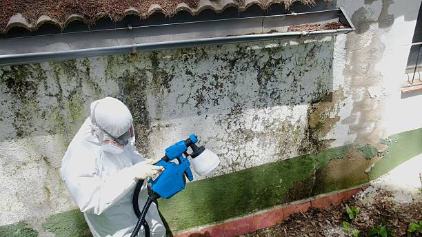 Top rated local Attic Mold Removal specialists in Safety Harbor, FL